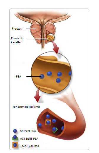 free psa/psa oranı nedir)